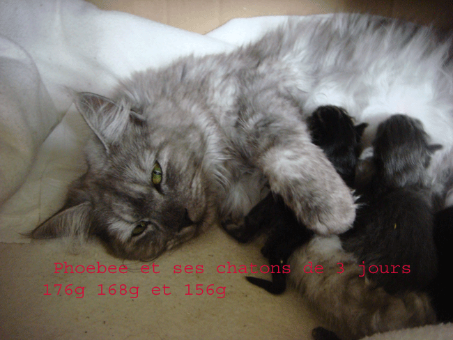 Maine Coon Chatons